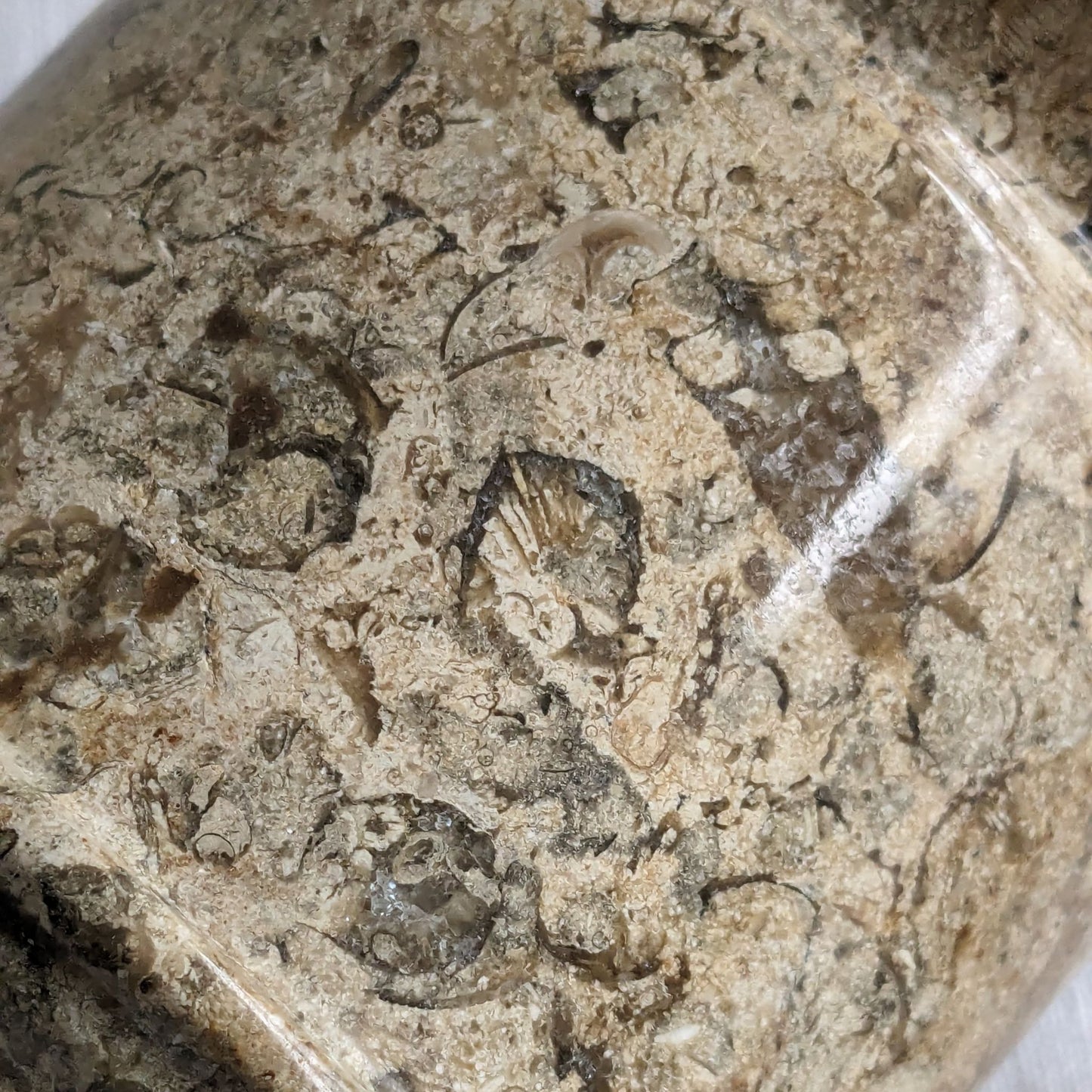 Fossil Stone Jar