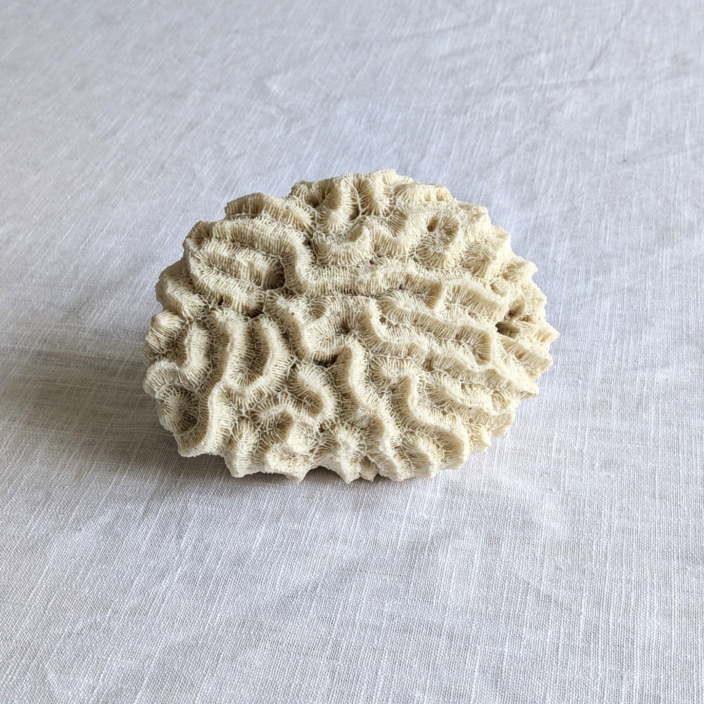 Antique Coral Specimen