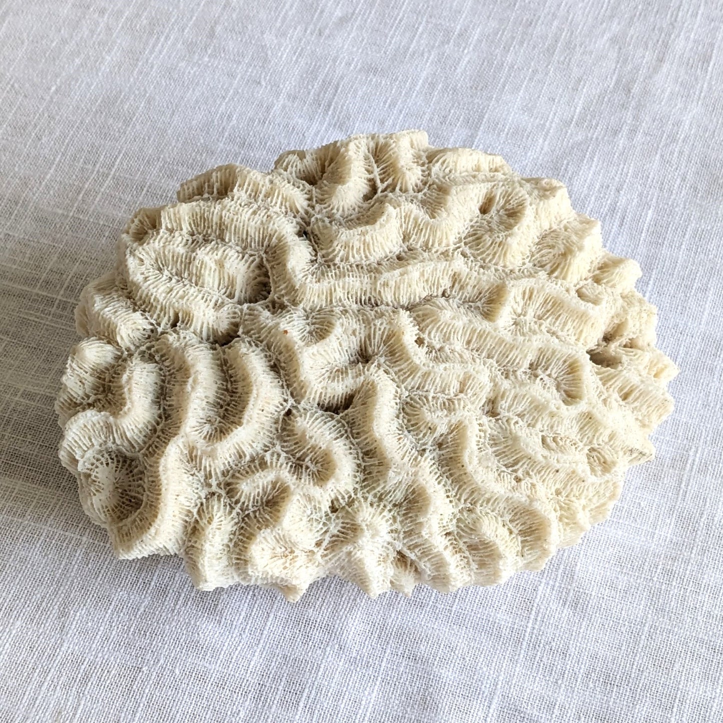 Antique Coral Specimen