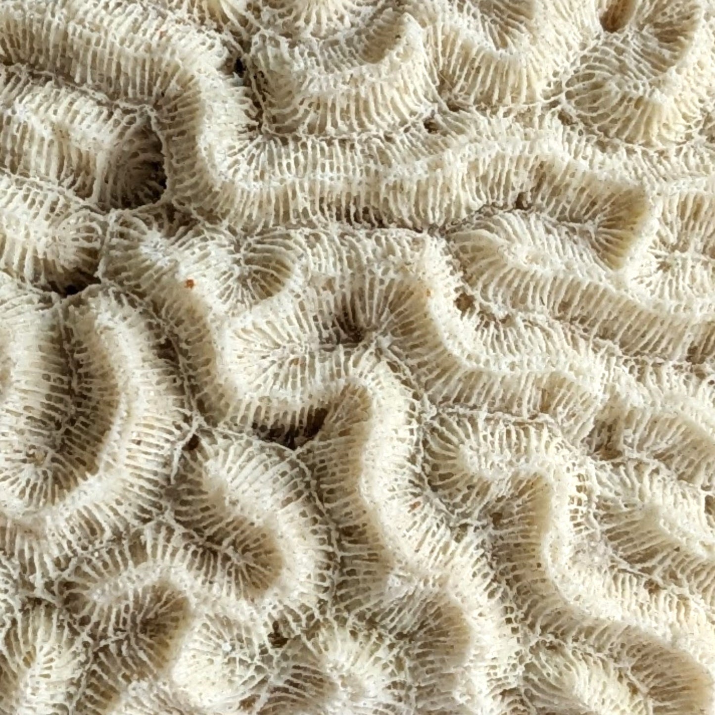 Antique Coral Specimen