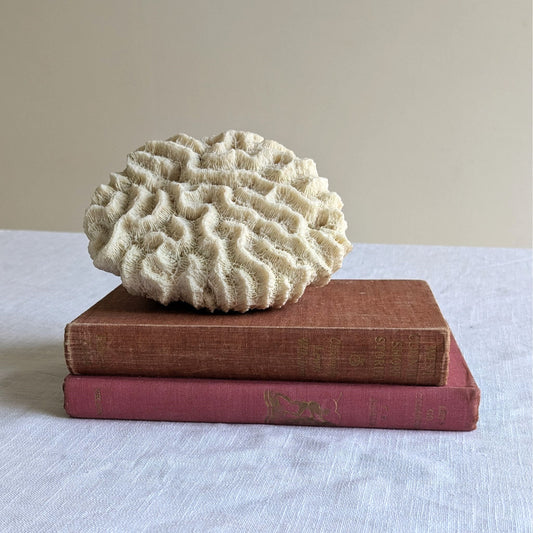 Antique Coral Specimen