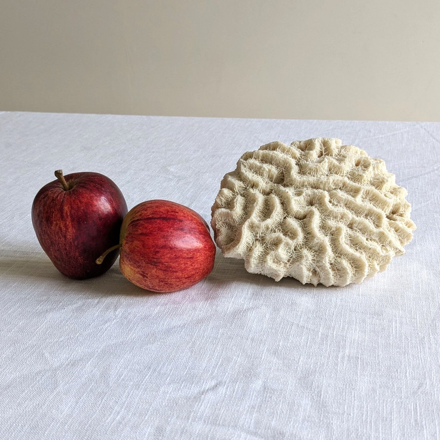 Antique Coral Specimen