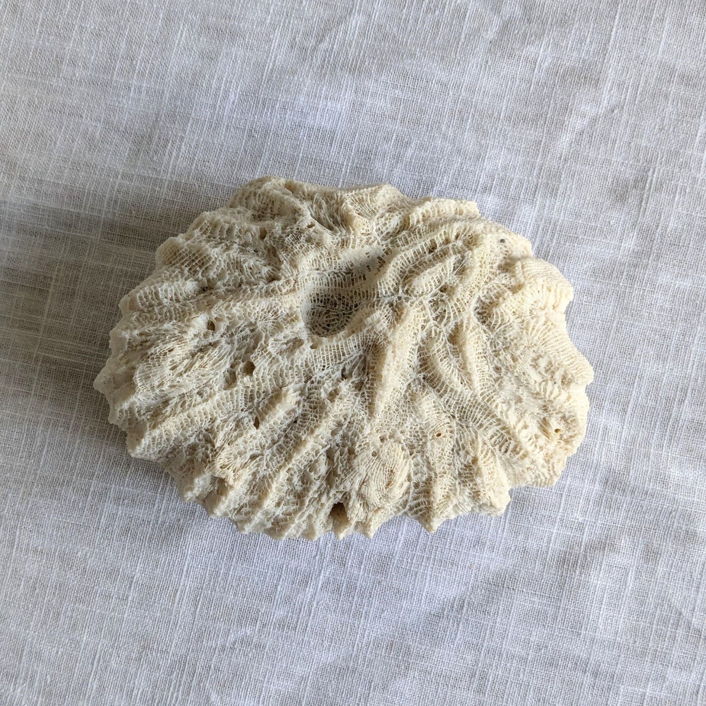 Antique Coral Specimen