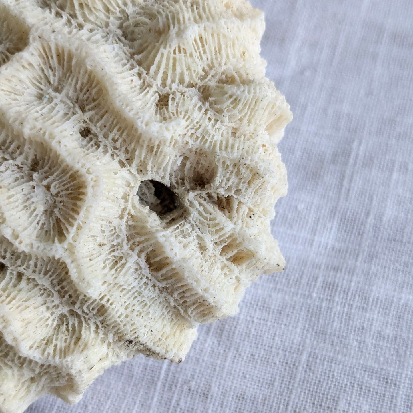 Antique Coral Specimen