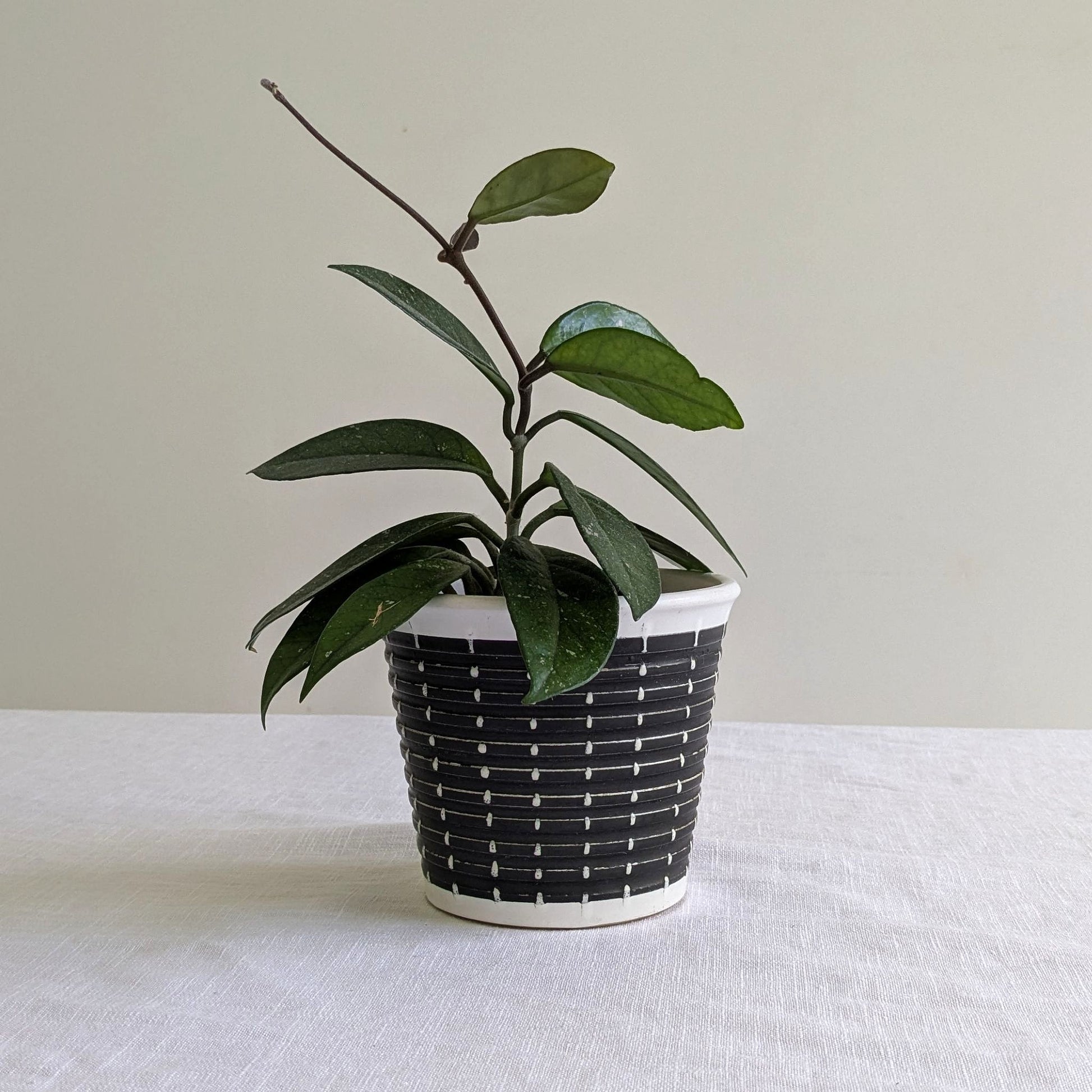 denby plant pots Vintage Denby Burlington Plant Pot, Black & White, 1950s – Tiger & Iris